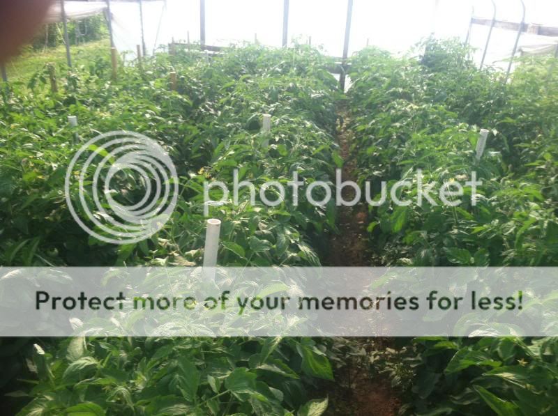  photo image_zpse089ae94.jpg